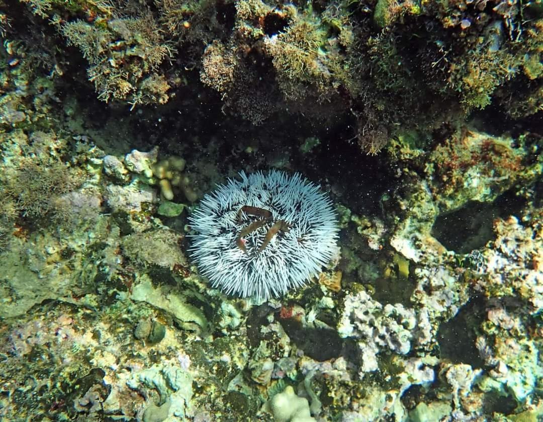 Solazul Panzió Las Galeras Kültér fotó